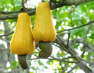Read more about the article CASHEW PRODUCTION TO ACCELERATE ECONOMIC GROWTH AND DEVELOPMENT OF NIGERIA- DR. GWARZO